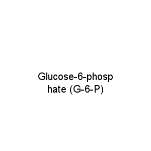 Glucose-6-phosphate (G-6-P)